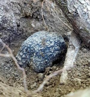 一块岩石坐落在一棵树旁的泥土中