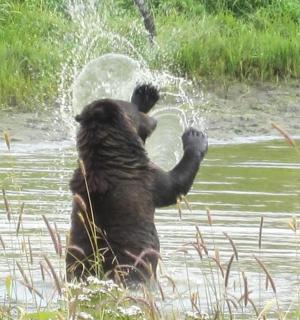 a black bear playing in the water
