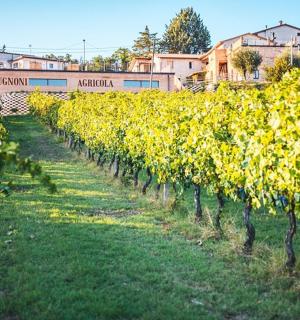 řada vinné révy na poli s vlakem