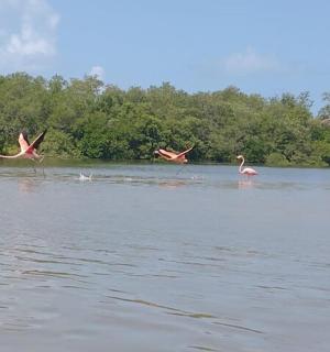 three flamingos are flying over a body of water