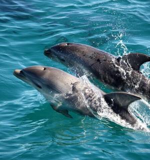 dva delfíni plaví ve vodě