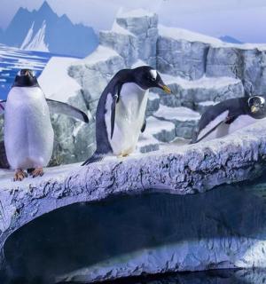 a group of penguins standing on top of an iceberg