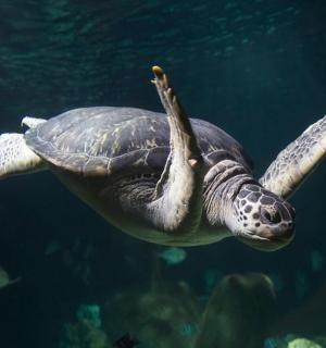 a green sea turtle swimming in the water