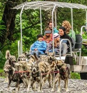 一群人带着狗乘坐高尔夫球车