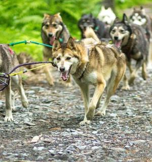 skupina psů jdoucích po prašné cestě