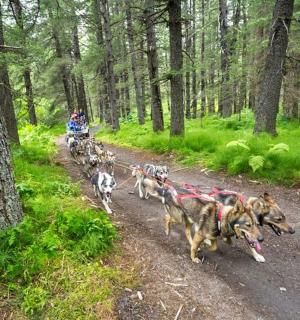 一群狗在土路上奔跑
