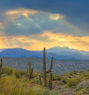 Skupina kaktusů v poušti pod západem slunce
