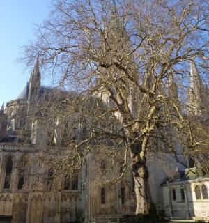 一座大教堂,前面有一棵树