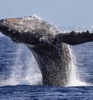 一头座头鲸跃出水面