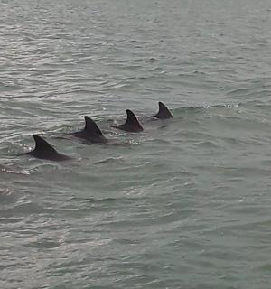 skupina delfínů plavajících ve vodě