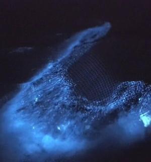 一头鲸鱼被蓝光照亮