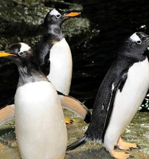 a group of three penguins standing in the water