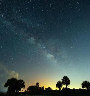 前景是棕榈树和繁星点点的天空