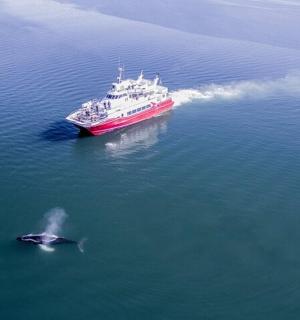 一艘在水中靠近鲸鱼的船