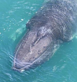 一头灰色大象在水中游泳