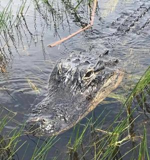 an alligator is swimming in the water