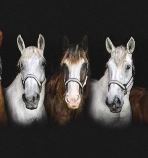 a group of horses lined up in a row