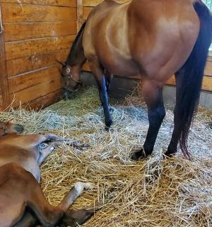 kůň a pes ležící na seně ve stodole