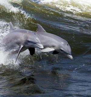 dva delfíni ve vodě na vlně