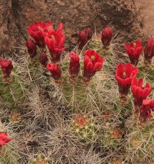 a group of red flowers on a cactus