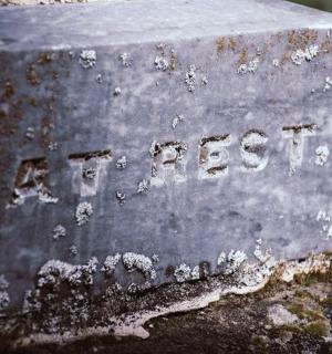 一块写着“wordfacts”的积木放在树上