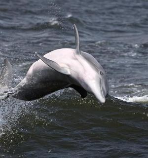 a dolphin jumping out of the water