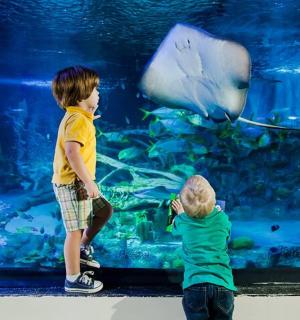 two young boys looking at fish in an aquarium