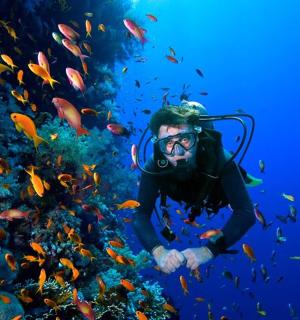 一名潜水员在海里与一群鱼