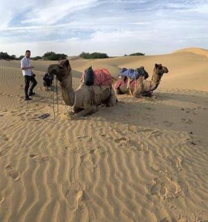 un grupo de camellos sentados en el desierto