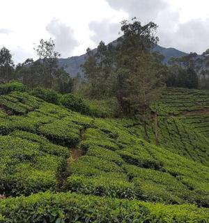 et felt af teplantager med bjerge i baggrunden