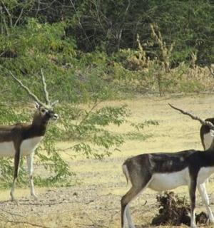 一群羚羊站在田野里