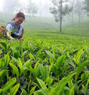 a woman in a field of green plants