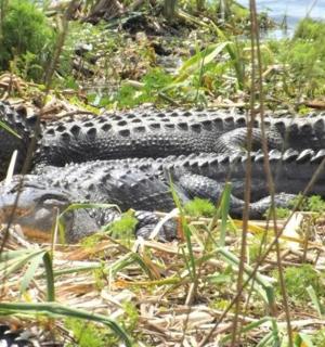 krokodýl ležící na zemi v trávě