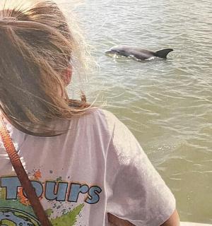 a young girl looking at a dolphin in the water