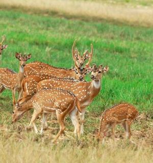 a group of deer standing in a field