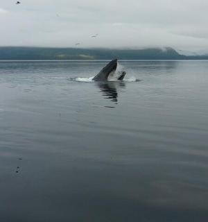 delfín vystrkující hlavu z vody