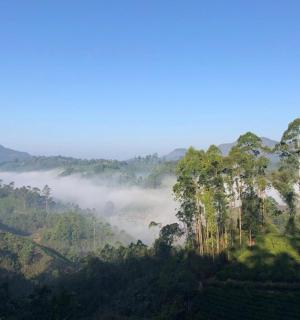 ทิวทัศน์ภูเขาที่มีหมอกและต้นไม้