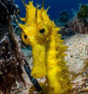 一只黄色的海马坐在礁石上