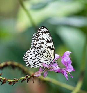 motýl sedí na fialovém květu
