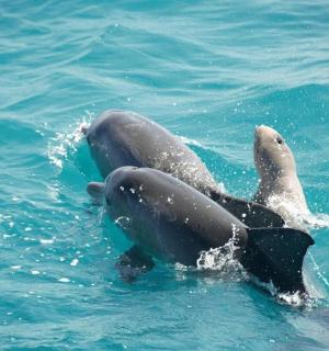 两只海豚在水中游泳