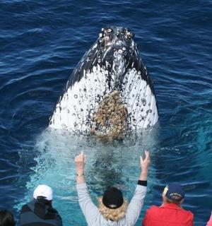Gold Coast Whale-watching Tour
