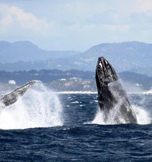 a group of dolphins jumping out of the water