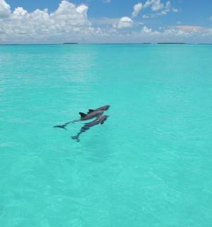 a bird swimming in the water in the ocean