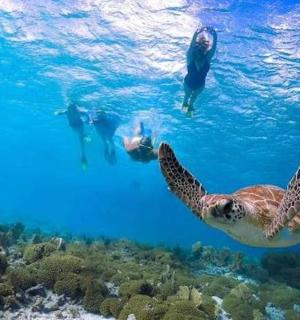 Dvě želvy plavající ve vodě nad útesem