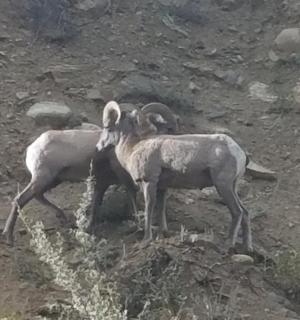two goats standing on top of a rocky hill