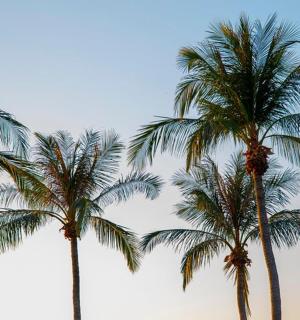 Skupina palem s oblohou v pozadí