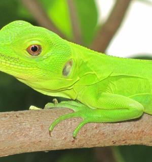 a green lizard sitting on a tree branch