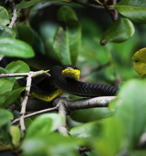 a black and yellow snake sitting on a tree branch