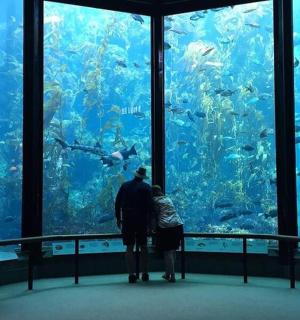 a group of people looking at a large aquarium