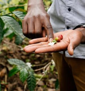 手里拿着植物的人